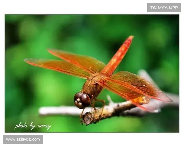 蜻蜓点水与网络世界：如何在虚拟空间中优雅舞动与轻盈穿梭